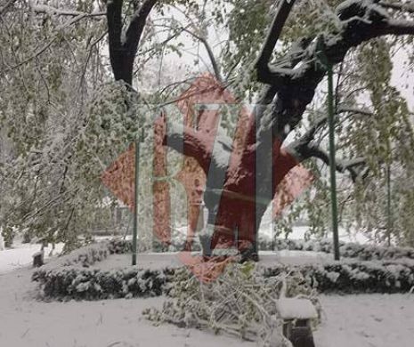 Teiul lui Eminescu cu crengi rupte după furtuna de zăpadă