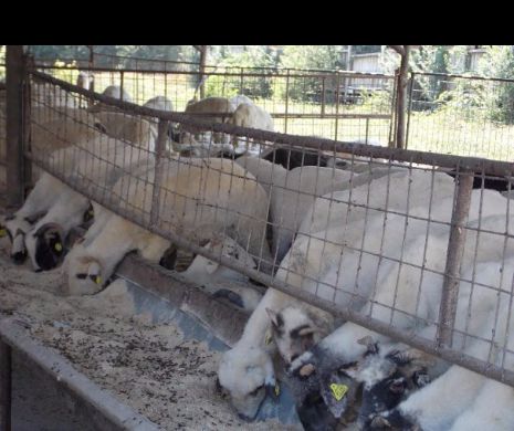 VEȘTI BUNE pentru crescătorii de animale și fermieri. VEZI ce sume le-a alocat Guvernul