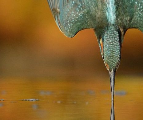 WOW! Uite câți ani i-a luat unui fotograf să surprindă un pescăruș albastru în picaj