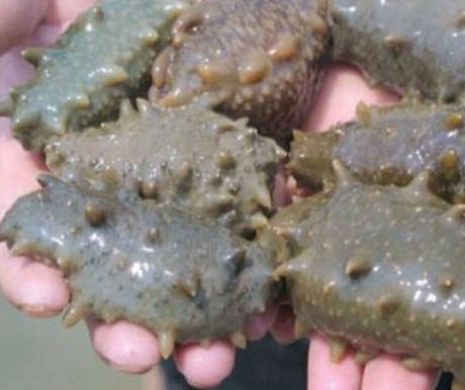 Această creatură dezgustătoare ucide CANCERUL din organism! Ce alte EFECTE MIRACULOASE mai are