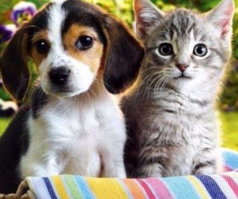 Facultatea unde studenţii vin cu ANIMALE la cursuri. Se întâmplă în ROMÂNIA