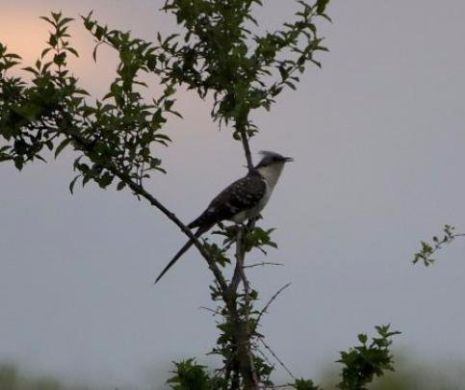 O nouă SPECIE de ANIMAL a fost descoperită în ROMÂNIA