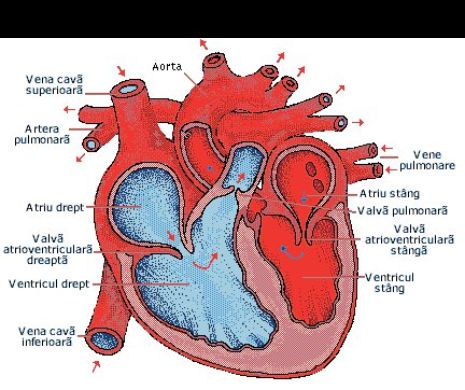 Prevenția cardiovasculară reduce riscul complicațiilor aterosclerotice