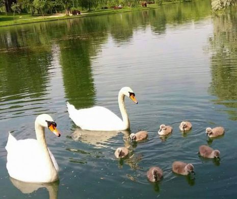 ROBERT NEGOIȚĂ caută puii de lebădă furați din Parcul IOR