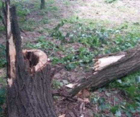 Un BĂRBAT a MURIT după ce un COPAC a căzut peste el