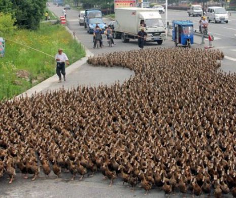 De ce ar trebui să MĂCĂNE claxoanele MAŞINILOR