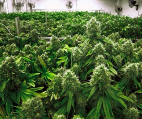 Folosirea MARIJUANEI în scopuri medicinale, tot mai răspîndită. Noul STAT care vrea să  o APROBE