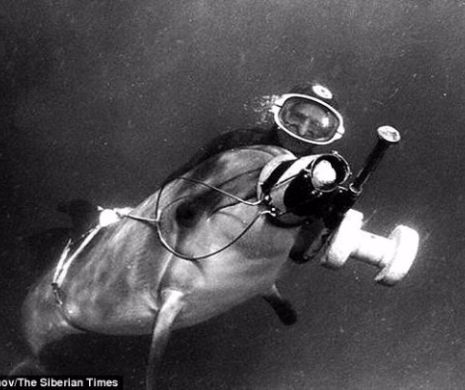 Putin vrea să folosească BELENE pentru a proteja bazele navale: Planul ciudat pe care vrea să-l pună în aplicare