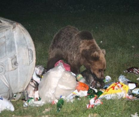 TERORIZAȚI de URȘI. Un primar, în RĂZBOI cu ecologiștii