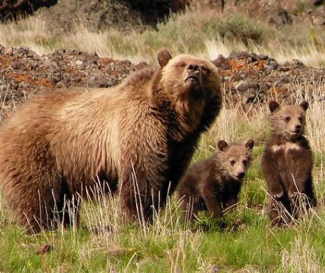 URŞII GRIZZLY tac şi se supun. Ei nu vor mai fi protejaţi în PARCUL NAŢIONAL YELLOWSTONE, din SUA