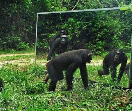 VASLUI. Un american le va explica bârlădenilor cum e cu maimuțele