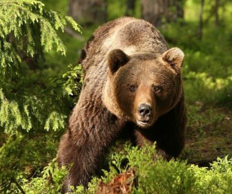 CIOBAN rănit de URS căutat de autorităţi! Bărbatul a sunat la 112, dar nu ştie exact unse se AFLĂ