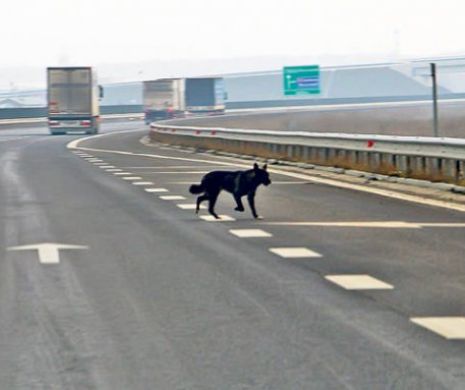 CNAIR bună de plată. 30000 lei daune, pentru un timișorean care a lovit un câine pe autostradă