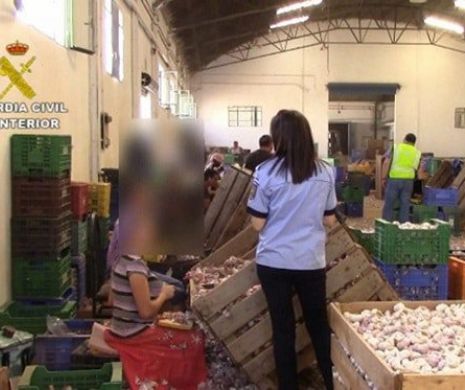 Cum erau EXPLOATAŢI ROMÂNII pe o plantaţie de usturoi din Spania! Declaraţia primarului este ŞOCANTĂ