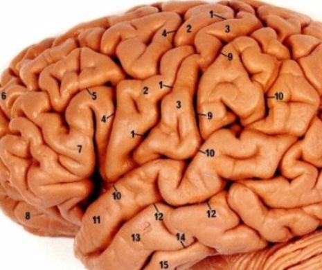 Lenea afectează grav inteligenta. Top 5 greșeli pe care le fac oamenii