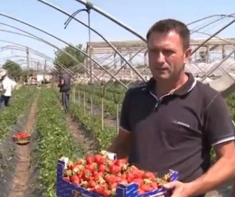CĂPȘUNARII VEDETE, reținuți de DIICOT pentru TRAFIC DE PERSOANE