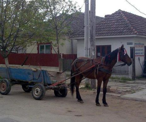 Căzut de pe căruța de slăbit Un cal s-a prabusit in Bucuresti si a stat ore intregi cazut pe strada