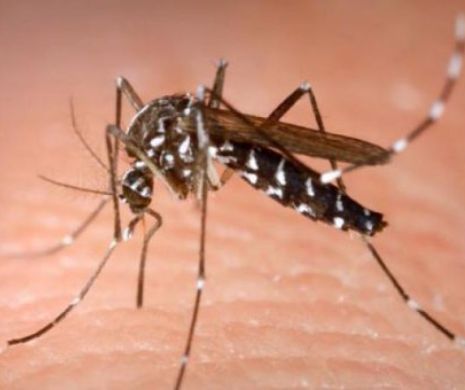 MENINGITA WEST NILE a ajuns la GALAȚI. Primul caz...
