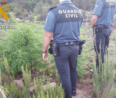 Probleme CU LEGEA pentru CINCI români din SPANIA, care nu se ocupau de căpșuni, ci de MARIJUANA