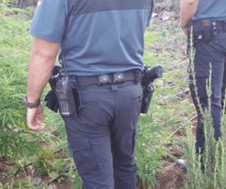 Românii au trecut la cultivarea  MARIJUANEI