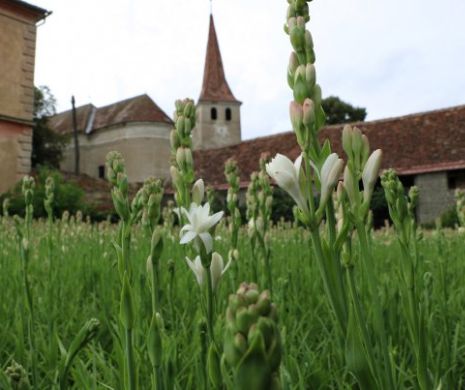 Sărbătoarea Tuberozelor la Hoghilag: un eveniment UNIC cu flori și cu Fata care gătește cu flori I FOTO