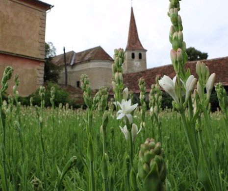 Sărbătoarea Tuberozelor, premieră în România