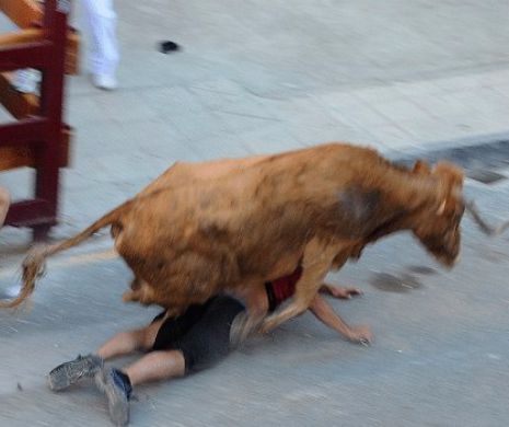Un COPIL ROMÂN a fost călcat în picioare de o turmă de VACI în SPANIA