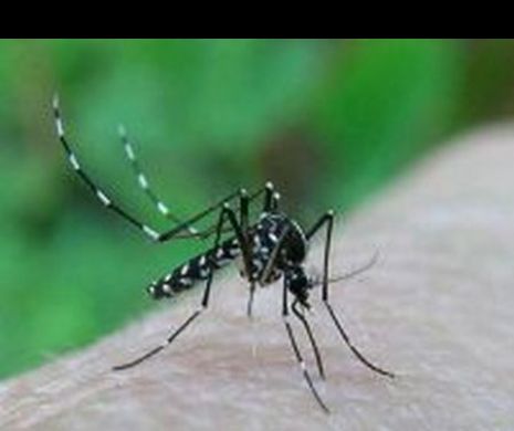 Adolescent de 17 ani, INFECTAT cu virusul West Nile