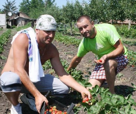 DIICOT le-a stricat „producția”. Vedetele căpșunarilor au făcut avere din trafic de persoane