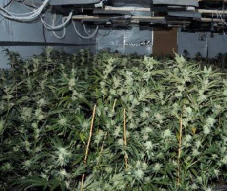 Fost COMISAR-ŞEF prins de DIICOT cultivând CANABIS chiar ACASĂ