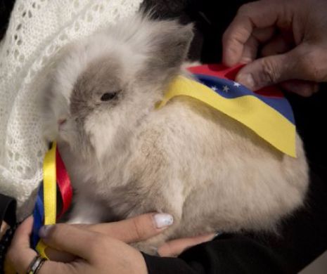 Venezuela: Carnea de iepure este soluția pentru salvarea națiunii,conform președintelui Nicolas Maduro