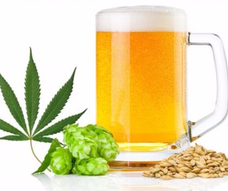 O mare companie producătoare de bere este gata să producă bere pe bază de canabis