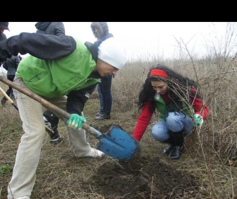 Bănățenii își fac pădure. 4.000 de puieți vor fi plantați