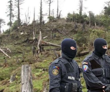 DIICOT dă lovotura de grației! Mafia lemnului destructurată