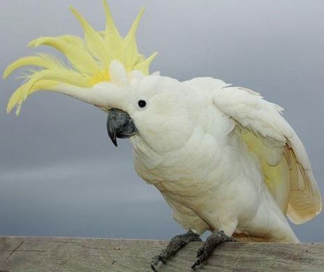 INTERNETUL este pus în pericol de PAPAGALII cacadu cu creastă galbenă