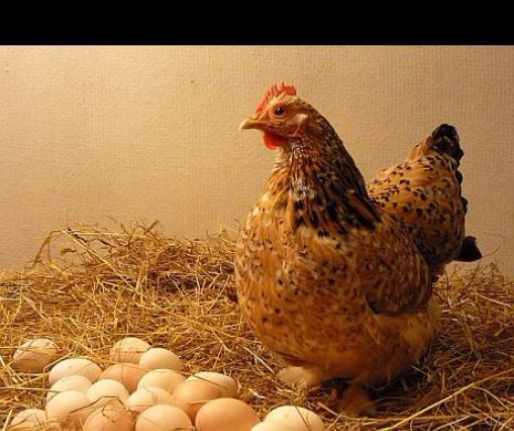 Primul efect DEVASATOR al SCUMPIRILOR! NU se mai GĂSESC OUĂ în MAGAZINE