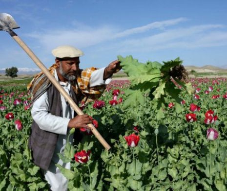 Producţie RECORD în AFGANISTAN, pe fondul  CREŞTERII puternice a suprafeţelor cultivate