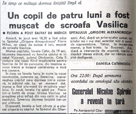 Scroafa Vasilica a fost cât-p-aci să mănânce o bebelușă de 4 luni