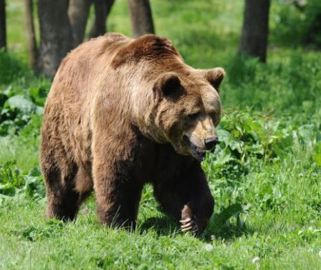Urs împușcat ilegal la Gurahonț. A fost deschisă o anchetă