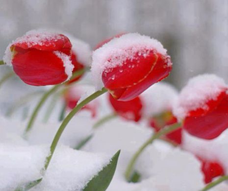 VINE FRIGUL. Prognoza METEO pentru următoarele zile