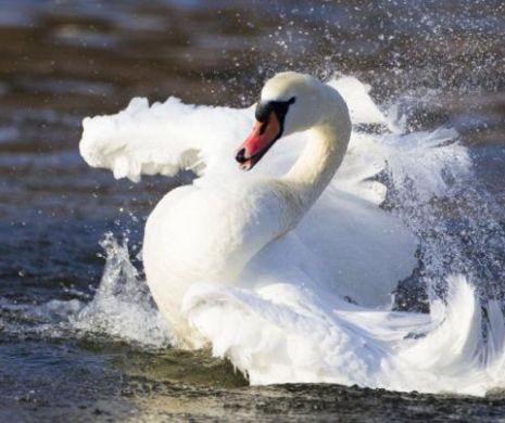 "Lebedele regale" înjunghiate și decapitate în Londra