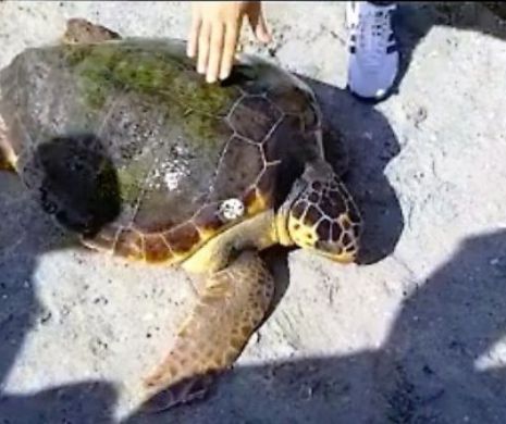 CAZ ȘOCANT. Opt copii au MURIT după ce au CONSUMAT carne de țestoasă. Breaking news