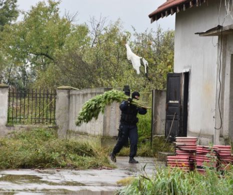 Fostul comisar șef al Gărzii de Mediu Caraș și fiul său, trimiși în judecată. Aveau super plantație de cannabis în grădină