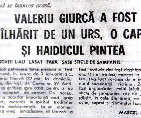 Un ieșean a fost păcălit de o capră, bătut de un urs și jecmănit de haiducul Pintea