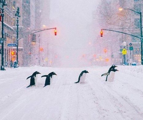 VREMEA. FURTUNA POLARĂ lovește România. Cod PORTOCALIU de GER și temperaturi de -22 GRADE CELSIUS