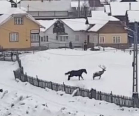 Cerbul jucăuș de la Suceava, un nou caz Elodia