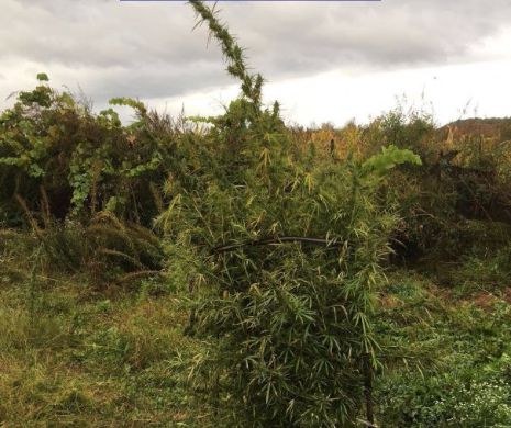 Consumul de canabis, în scop MEDICINAL, LEGALIZAT de încă o țară