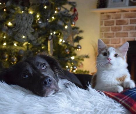 Mofturile francezilor. Cât plătesc pentru animalele de companie