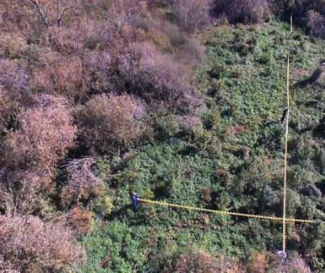 Polițiștii cu plantația de canabis de la Iratoșu au fost condamnați
