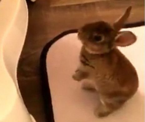 Un iepuraș a devenit VIRAL pe INTERNET, după ce a fost FILMAT. Clipul VIDEO face înconjurul LUMII. Porție de RÂS garantată!